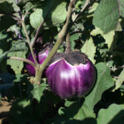 [A6] Aubergine Violette de Florence