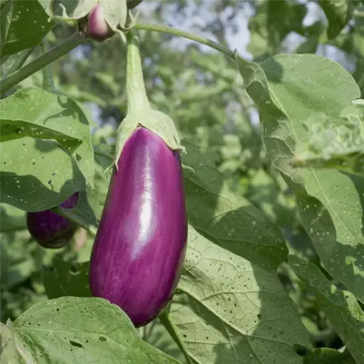 [A7] Aubergine Violette de Toulouse