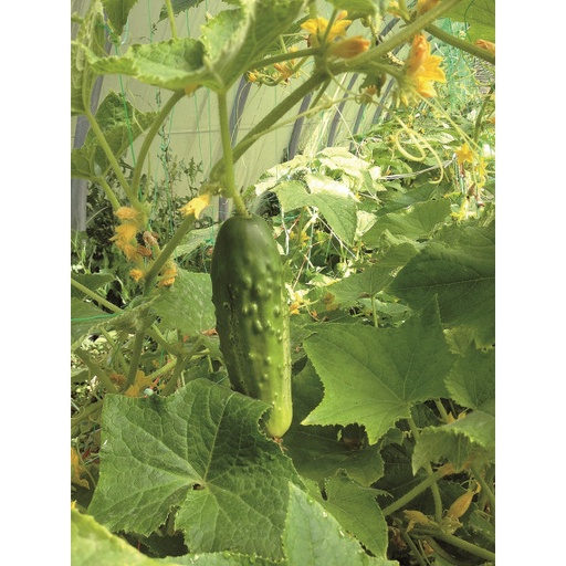 [C2] Cornichon Vert fin de Meaux