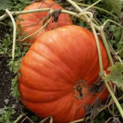 [C4] Courge Citrouille Rouge Vif d’Etampes