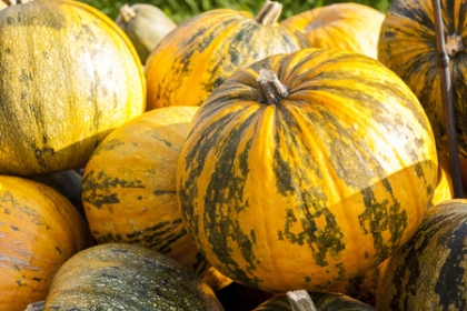 [C5] Courge Lady Godiva