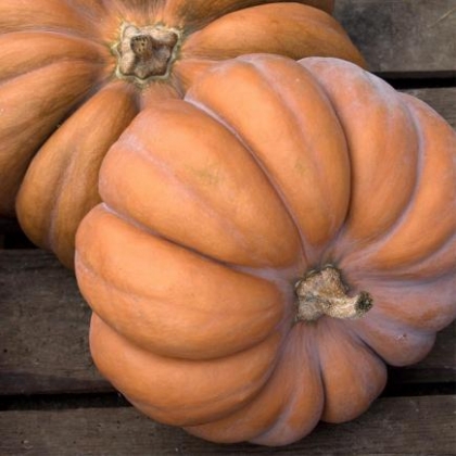 [C6] Courge Musquée de Provence