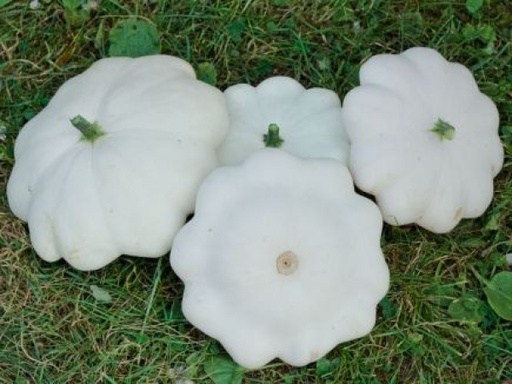 [C7] Courge Pâtisson blanc