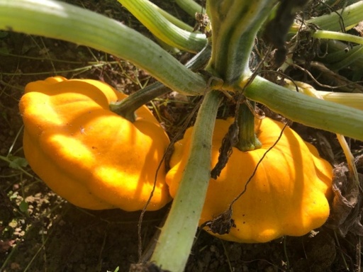 [C8] Courge Pâtisson jaune