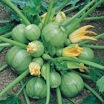 [C13] Courgette Ronde de Nice