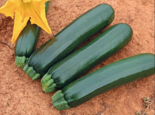 [C14] Courgette Verte Longue Zelia F1