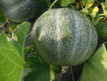 [M1] Melon Petit gris de Rennes