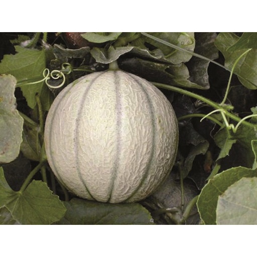 [M2] Melon Sivan F1 Charentais