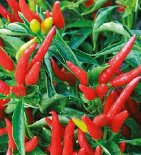 [PI1] Piment de Cayenne
