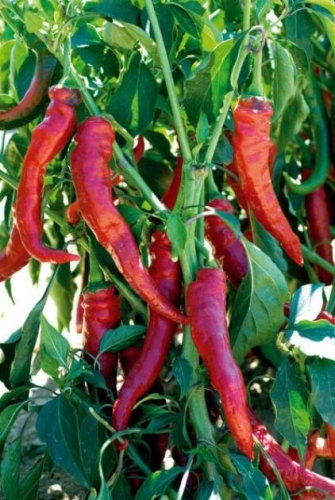 [PI2] Piment Doux très long des Landes