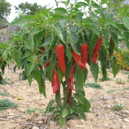 [PI3] Piment Espelette GORRIA
