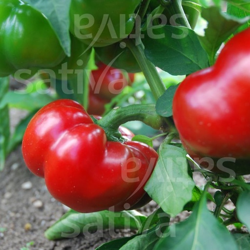 [PO7] Poivron Poivron Tomate