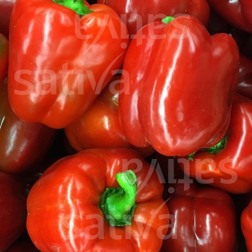 [PO9] Poivron Quadrato Rouge