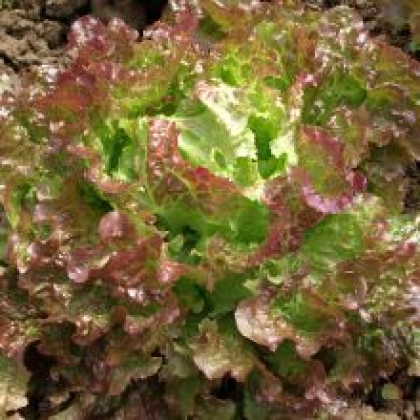 [S1] Salade Batavia Rouge par 10