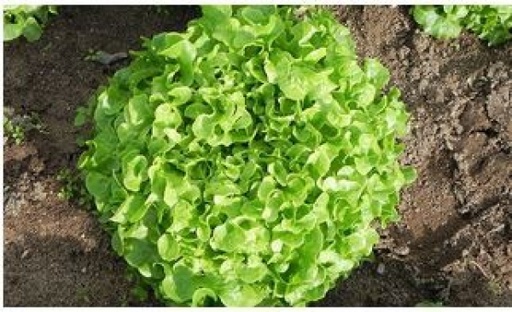 [S4] Salade Feuille de chêne verte par 10