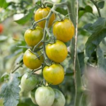 [T4] Tomate cerise Raisin Vert