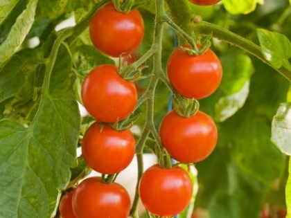 [T6] Tomate cerise Zuckertraube
