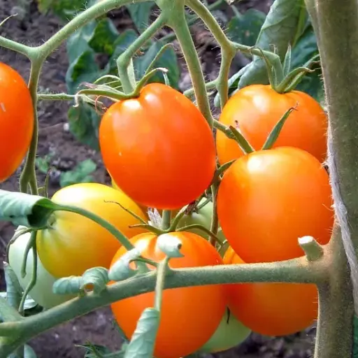 [T7] Tomate précoce Auriga