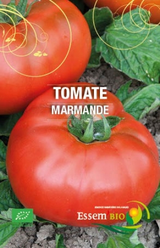 [T10] Tomate précoce Marmande