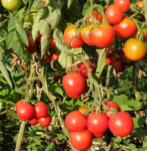 [T13] Tomate précoce de Quimper