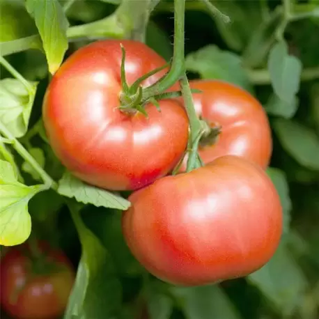 [T14] Tomate précoce Reine des Hâtives